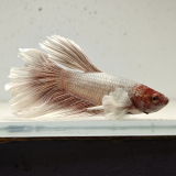 betta splendens man