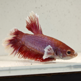 betta splendens man