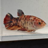 betta splendens vrouw