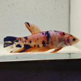 betta splendens vrouw
