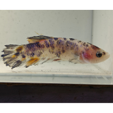 betta splendens vrouw