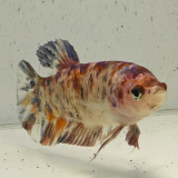 betta splendens vrouw