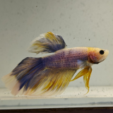 betta splendens man