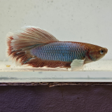 betta splendens man