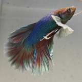 betta splendens man
