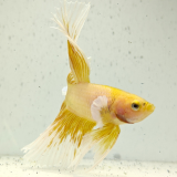 betta splendens man