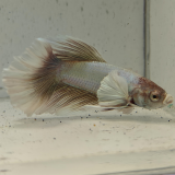 betta splendens man
