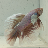 betta splendens man