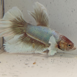 betta splendens man