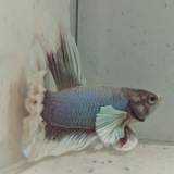 betta splendens man