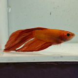 betta splendens man