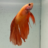 betta splendens man