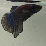 betta splendens man