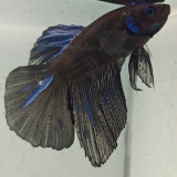 betta splendens man