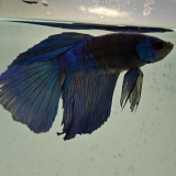 betta splendens man