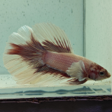 betta splendens man