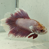 betta splendens man