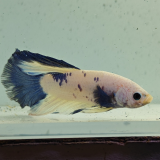 betta splendens man
