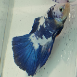 betta splendens man