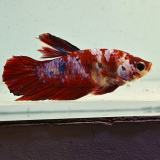 betta splendens man