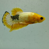 betta splendens man