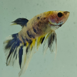 betta splendens man