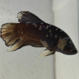 betta splendens man