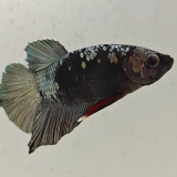 betta splendens man
