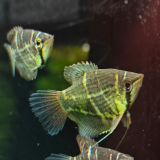 Sphaerichthys o. selatanensis