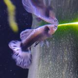 Lebistes reticulatus (man) blue ivory