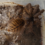 Haplopelma longipus