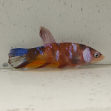 betta splendens man