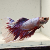 betta splendens man