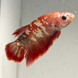 betta splendens man