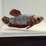 betta splendens man