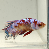 betta splendens man
