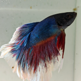 betta splendens man