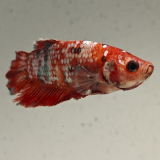 betta splendens man