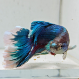 betta splendens man