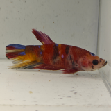 betta splendens man