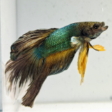 betta splendens man