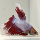 betta splendens man