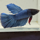 betta splendens man