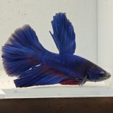 betta splendens man
