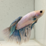 betta splendens man