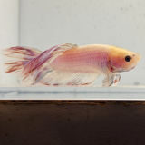betta splendens man