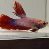 betta splendens man