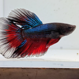betta splendens man