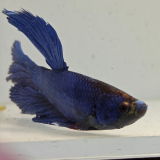 betta splendens man