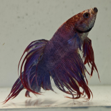 betta splendens man